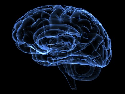 how brain works